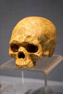 Tarih öncesi bir insan kafatası fosilinin yakın çekimi