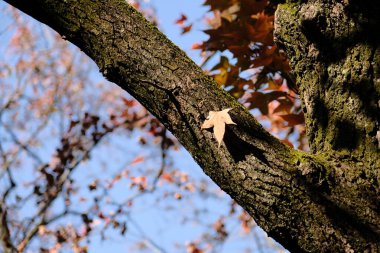 Kırmızı akçaağaç yaprakları sonbaharda kırmızı akçaağaç üzerinde
