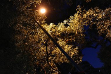 Nehir kenarındaki parktaki çeşitli ağaçlara yakın çekim