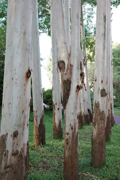 stock image Close-up of various trees in the riverside park