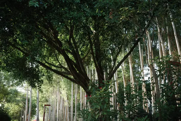 stock image Close-up of various trees in the riverside park