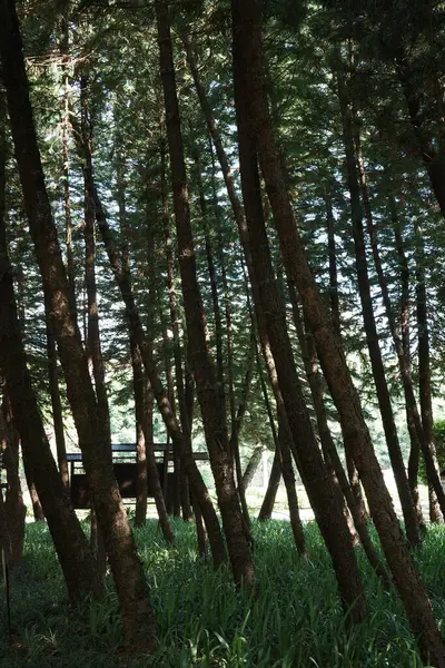 stock image Close-up of various trees in the riverside park