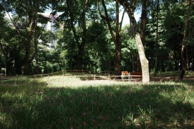 Nehir kenarındaki parktaki çeşitli ağaçlara yakın çekim