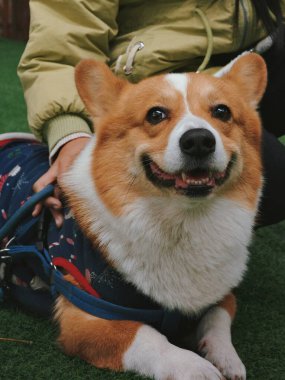 Şirin bir Corgi evcil köpeği