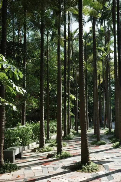 stock image Close-up of various trees in the riverside park