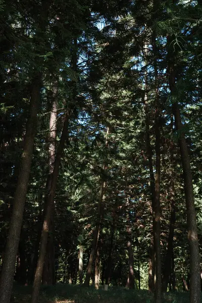 stock image Close-up of various trees in the riverside park