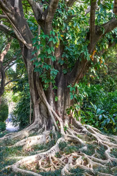 stock image The banyan tree with a lush root system in the park