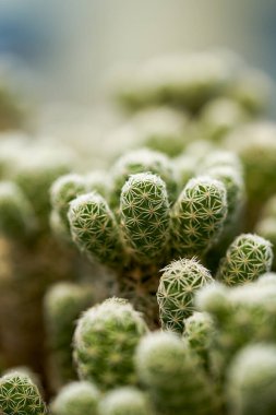 Küçük, yemyeşil bir kaktüsün yakın çekimi.