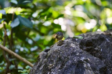 Ormanda yaşayan vahşi kuşlar.