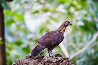 Ormanda yaşayan vahşi kuşlar.