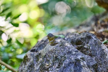 Ormanda yaşayan vahşi kuşlar.