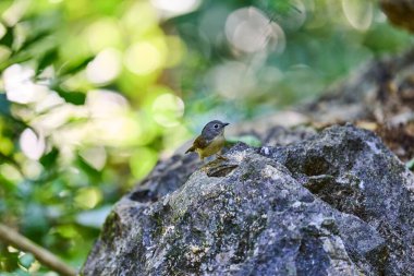 Wild birds living in the forest outdoors clipart