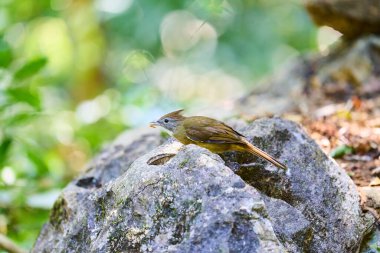 Ormanda yaşayan vahşi kuşlar.