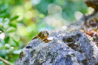Ormanda yaşayan vahşi kuşlar.