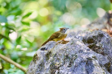 Ormanda yaşayan vahşi kuşlar.