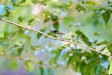 Ormanda yaşayan vahşi kuşlar.