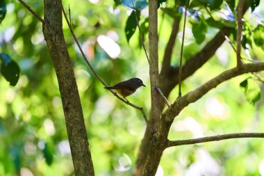 Ormanda yaşayan vahşi kuşlar.