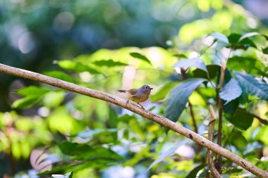 Ormanda yaşayan vahşi kuşlar.