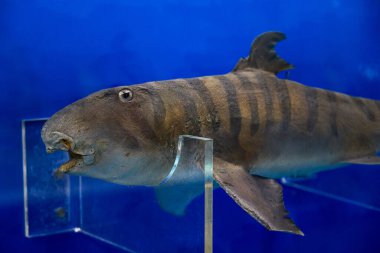 Büyük bir açık deniz balığının yakın çekimi.