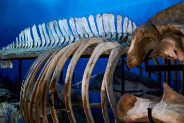 Dev bir balina iskelet örneğine yakın çekim
