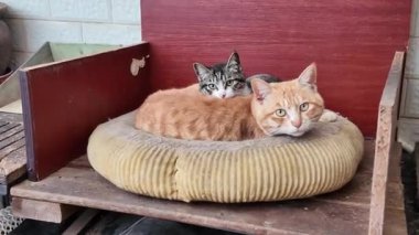 Tatlı bir turuncu kedi, Çin kırsal kedisi.