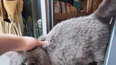Evdeki şirin gri-mavi İngiliz steyşın kedisi