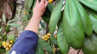 Meyve bahçesinden olgun loquat toplayan bir grup insan.