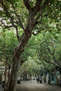 Şehir parkında yemyeşil ağaçlar