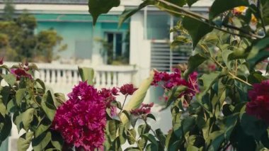 Bougainvillea çiçekleri ve bitkileri yüksek binaların balkonuna diktiler.