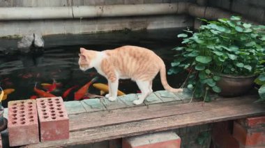 Bahçedeki koi havuzunun yanında sevimli bir portakal ve beyaz Çin kırsal kedisi.