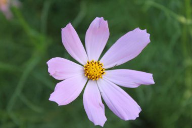 Bahçedeki güzel çiçekler