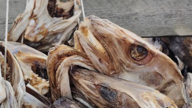 Lofoten Adaları 'ndaki Norveç' te kurutulmuş balık.