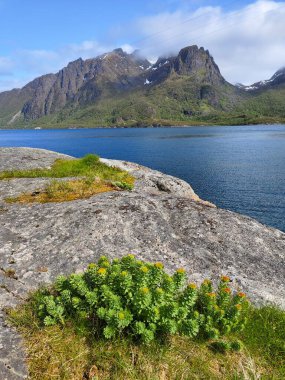 Kuzey Norveç 'te renkli ve çeşitli kıyı şeridi