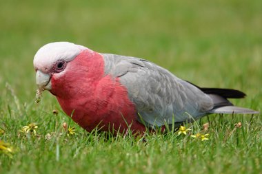 Avustralya 'da bir çayırda papağan kuşu. Güzel hayvan.