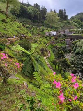 Portekiz 'in Sao Miguel, Azores adasındaki at kuyruğu ağaçlarıyla ve vadisiyle bahçe parkı.