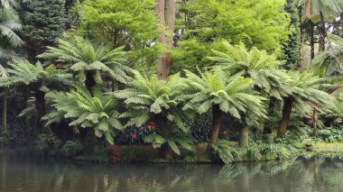 Sao Miguel Adası, Azores, Portekiz 'de ağaç atkuyruklu ve göllü tropik bir bahçe.