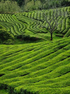 Çay çiftliği, Azores 'deki tarlaların katmanlı yapısı.