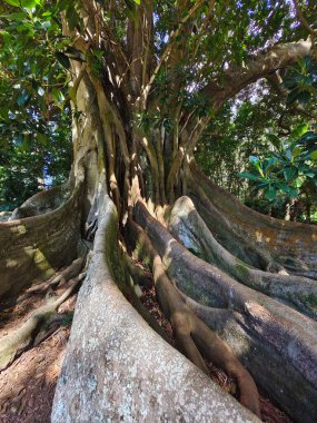 Devasa kökleri olan ağaç olağanüstü bir doğa.