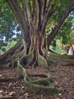 Devasa kökleri olan ağaç olağanüstü bir doğa.