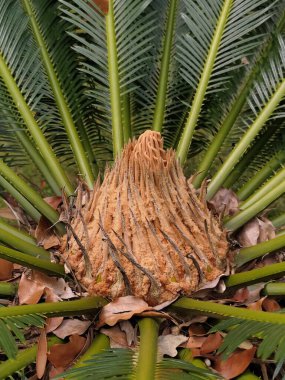 Palmiye ağacı çiçeği, egzotik doku, Azores.