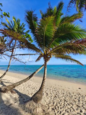 Cook Adaları 'ndaki bir plajda tropik bir cennette palmiye ağaçları