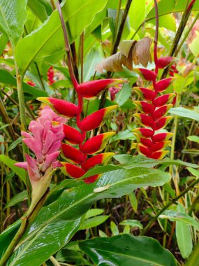 Cook Adaları 'nın ormanında çiçekler