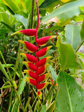 Cook Adaları 'nın ormanında güzel bir kırmızı-sarı tropikal çiçek