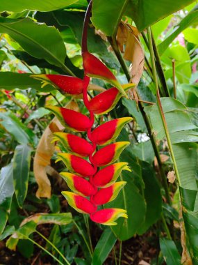 Cook Adaları 'nın ormanında güzel bir kırmızı-sarı tropikal çiçek