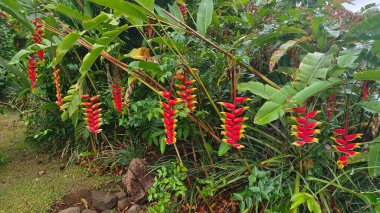 Cook Adaları 'nın ormanında güzel bir kırmızı-sarı tropikal çiçek