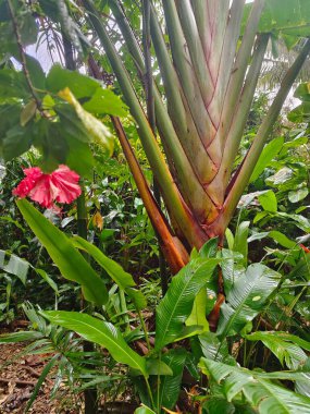 Cook Adaları 'nın ormanında çiçekler