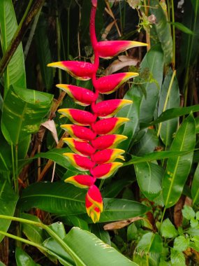 Cook Adaları 'nın ormanında çiçekler