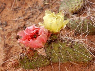 Amerikan ulusal parkında kaktüs çiçeği. Güzel çiçekler.