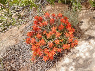 Amerikan ulusal parkında kaktüs çiçeği. Güzel çiçekler.