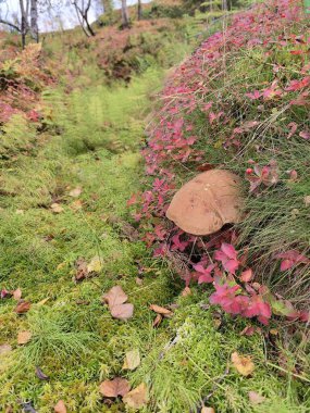 Kuzey Norveç 'te gündoğumunda renkli bir sonbahar manzarasında Boletus mantarları.